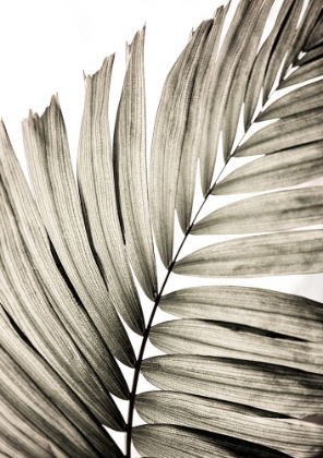 Picture of PALM LEAVES 22