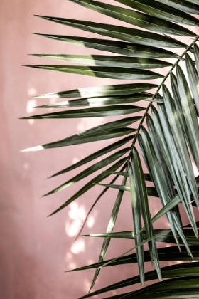 Picture of PALM LEAVES 23