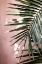 Picture of PALM LEAVES 23
