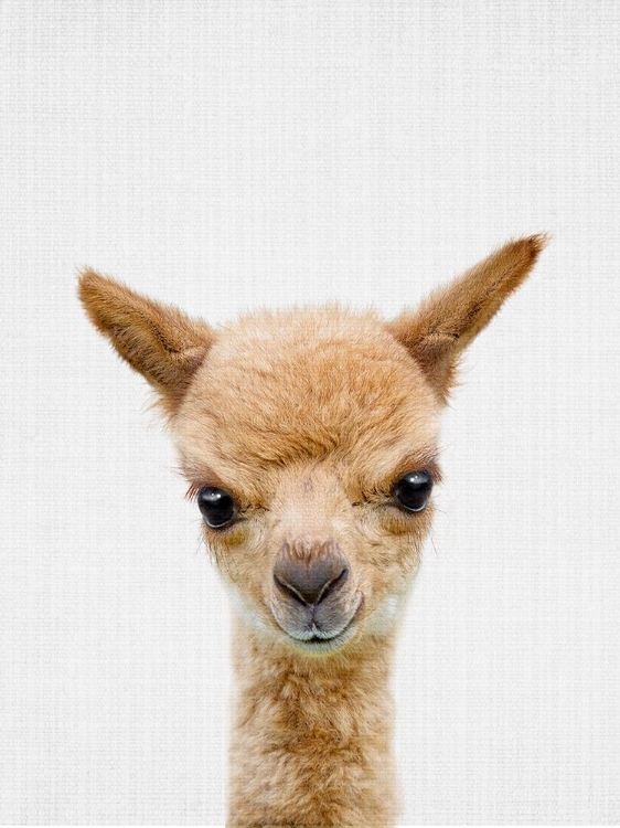 Picture of PEEKABOO BABY LLAMA