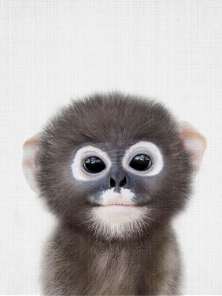 Picture of PEEKABOO BABY MONKEY