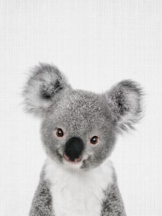 Picture of PEEKABOO BABY KOALA