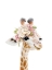 Picture of FLORAL BABY GIRAFFE