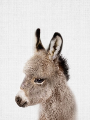 Picture of PEEKABOO BABY DONKEY