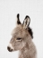 Picture of PEEKABOO BABY DONKEY