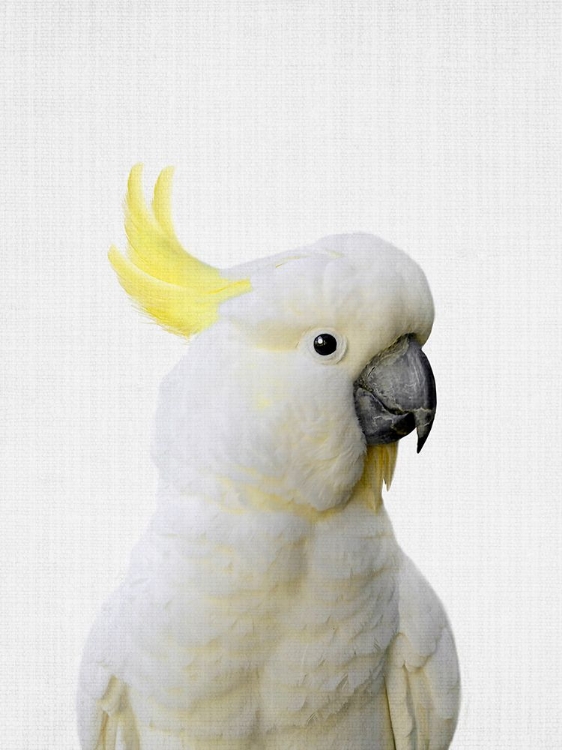 Picture of PEEKABOO COCKATOO