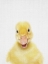 Picture of PEEKABOO BABY DUCK