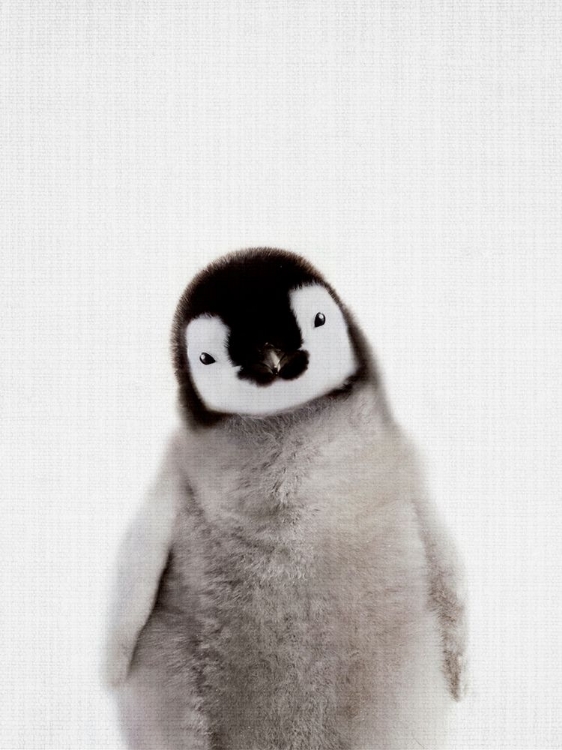 Picture of PEEKABOO BABY PENGUIN