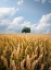 Picture of SIMPLE