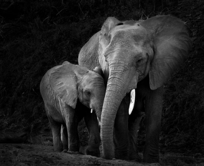 Picture of MOTHER ELEPHANT WITH CALF