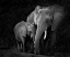 Picture of MOTHER ELEPHANT WITH CALF
