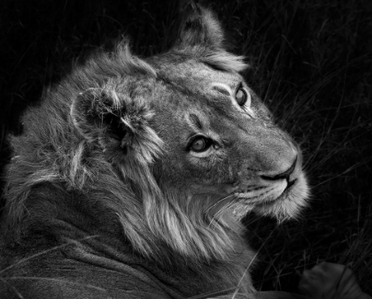Picture of BLACK AND WHITE LION PORTRAIT