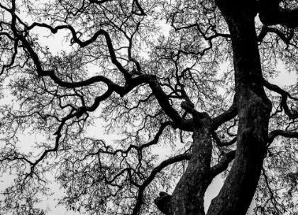 Picture of ABSTRACT TREE BRANCHES