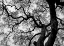 Picture of ABSTRACT TREE BRANCHES