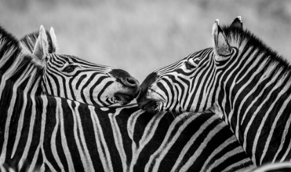 Picture of BLACK AND WHITE ZEBRAS