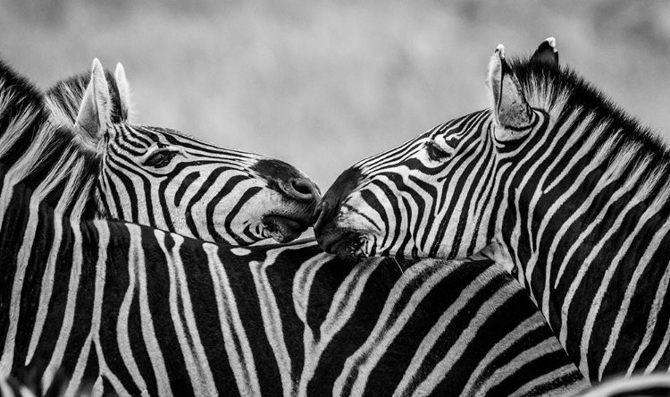 Picture of BLACK AND WHITE ZEBRAS