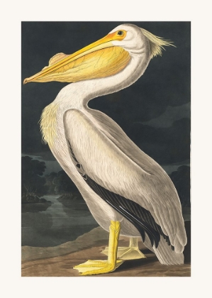 Picture of AMERICAN WHITE PELICAN FROM BIRDS OF AMERICA (1827)