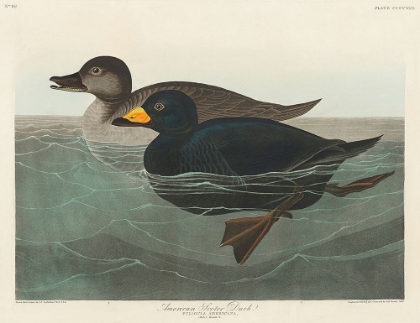 Picture of AMERICAN SCOTER DUCK FROM BIRDS OF AMERICA (1827)
