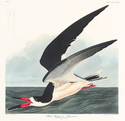 Picture of BLACK SKIMMER FROM BIRDS OF AMERICA (1827)