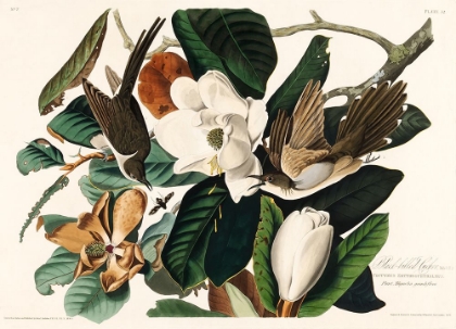 Picture of BLACK BILLED CUCKOO FROM BIRDS OF AMERICA (1827)
