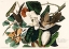 Picture of BLACK BILLED CUCKOO FROM BIRDS OF AMERICA (1827)
