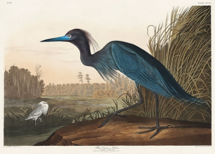 Picture of BLUE CRANE OR HERON FROM BIRDS OF AMERICA (1827)