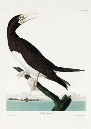 Picture of BOOBY GANNET FROM BIRDS OF AMERICA (1827)