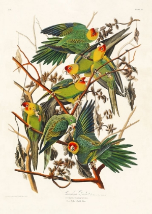 Picture of CAROLINA PARROT FROM BIRDS OF AMERICA (1827)
