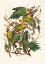 Picture of CAROLINA PARROT FROM BIRDS OF AMERICA (1827)