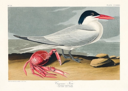 Picture of CAYENNE TERN FROM BIRDS OF AMERICA (1827)