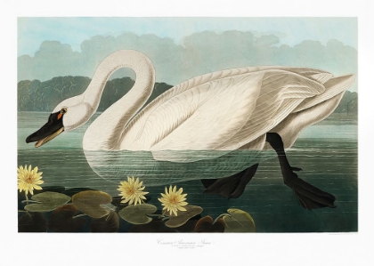 Picture of COMMON AMERICAN SWAN FROM BIRDS OF AMERICA (1827)