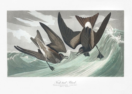 Picture of FORK TAILED PETREL FROM BIRDS OF AMERICA (1827)