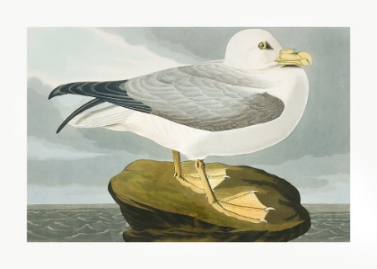 Picture of FULMAR PETREL FROM BIRDS OF AMERICA (1827)