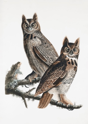 Picture of GREAT HORNED OWL FROM BIRDS OF AMERICA (1827)