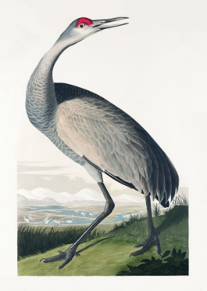 Picture of HOOPING CRANE FROM BIRDS OF AMERICA (1827)