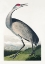 Picture of HOOPING CRANE FROM BIRDS OF AMERICA (1827)