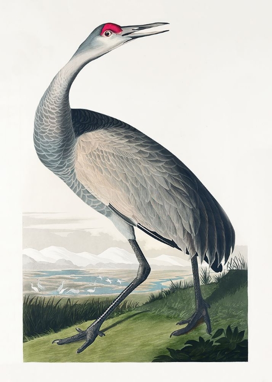 Picture of HOOPING CRANE FROM BIRDS OF AMERICA (1827)