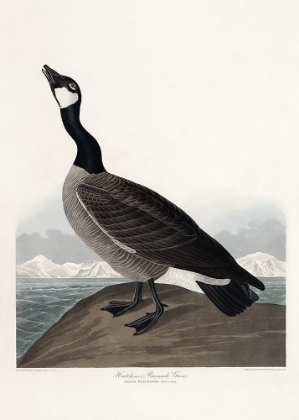 Picture of HUTCHINSS BARNACLE GOOSE FROM BIRDS OF AMERICA (1827)