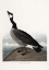 Picture of HUTCHINSS BARNACLE GOOSE FROM BIRDS OF AMERICA (1827)