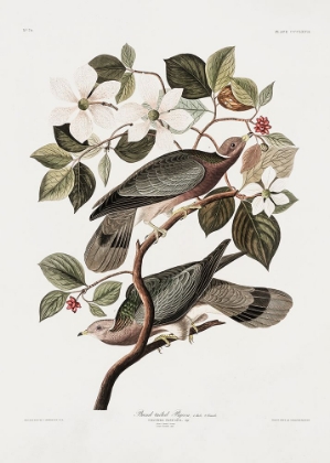 Picture of BRAND TAILED PIGEON FROM BIRDS OF AMERICA (1827)