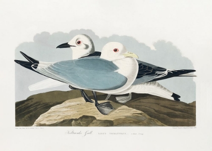 Picture of KITTIWAKE GULL FROM BIRDS OF AMERICA (1827)