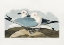 Picture of KITTIWAKE GULL FROM BIRDS OF AMERICA (1827)
