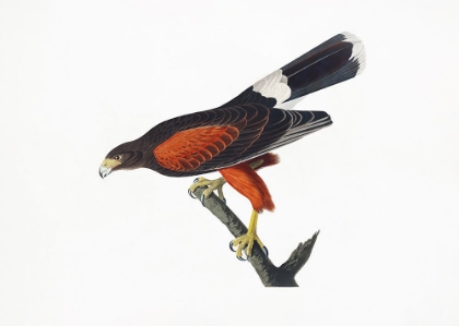 Picture of LOUISIANA HAWK FROM BIRDS OF AMERICA (1827