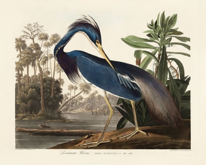 Picture of LOUISIANA HERON FROM BIRDS OF AMERICA (1827)