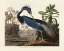 Picture of LOUISIANA HERON FROM BIRDS OF AMERICA (1827)