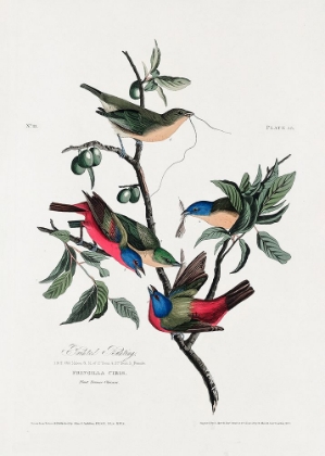 Picture of PAINTED FINCH FROM BIRDS OF AMERICA (1827)