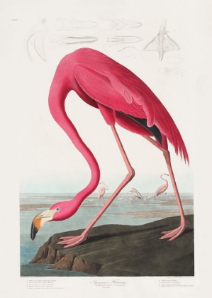 Picture of PINK FLAMINGO FROM BIRDS OF AMERICA (1827)