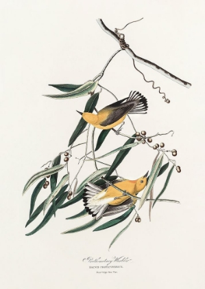 Picture of PROTHONOTARY WARBLER FROM BIRDS OF AMERICA (1827)