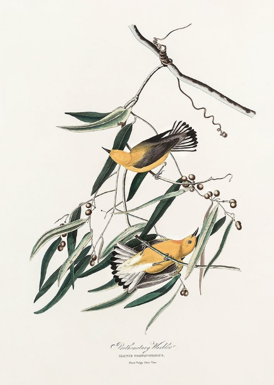 Picture of PROTHONOTARY WARBLER FROM BIRDS OF AMERICA (1827)