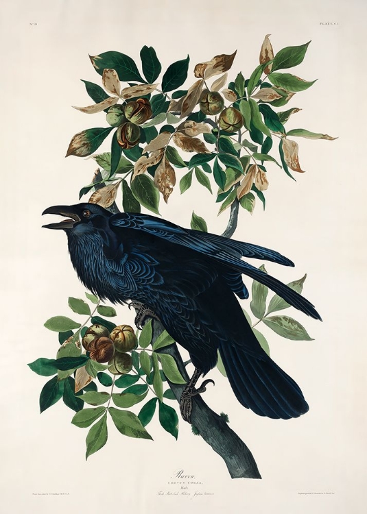 Picture of RAVEN FROM BIRDS OF AMERICA (1827)